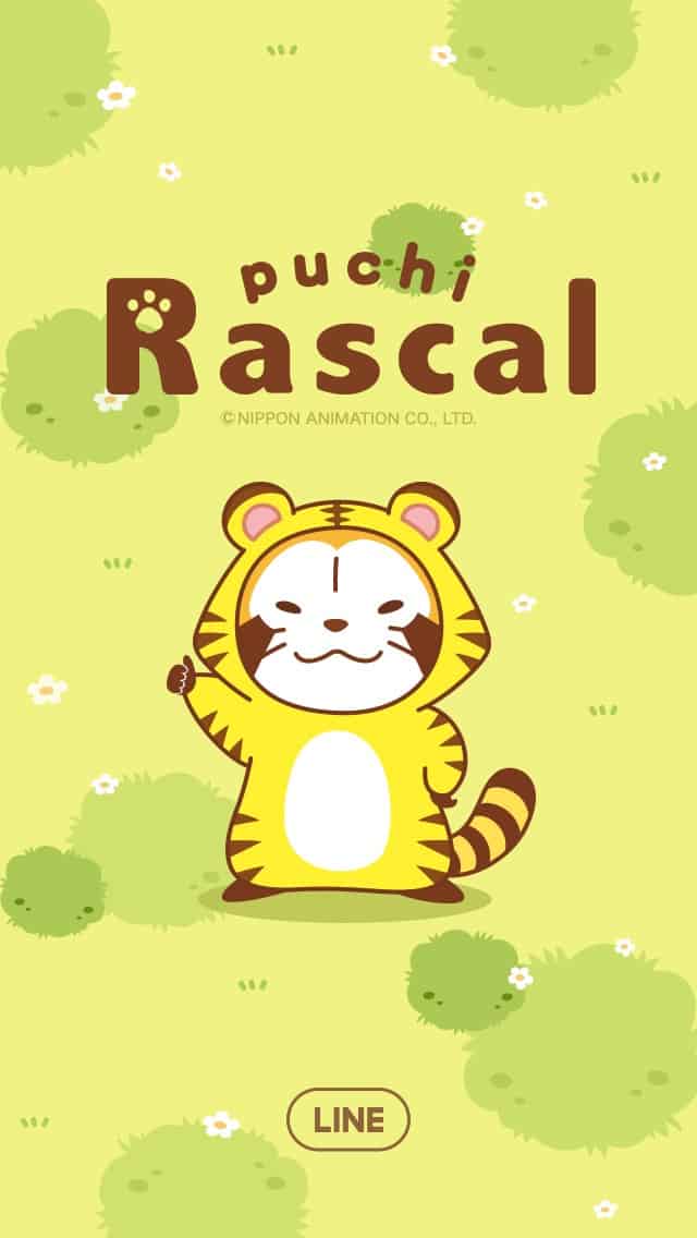 raccoon1